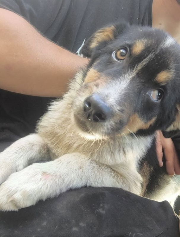 Camélia - Chien à adopter - photo 2