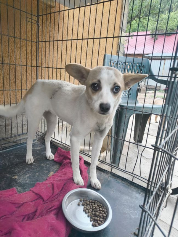 Dulcea - Chien à adopter - photo 4