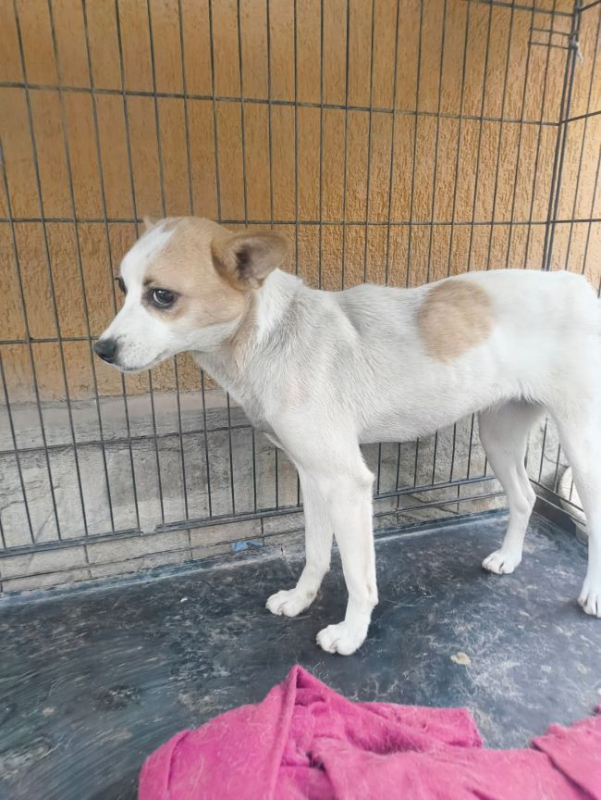 Dulcea - Chien à adopter - photo 2