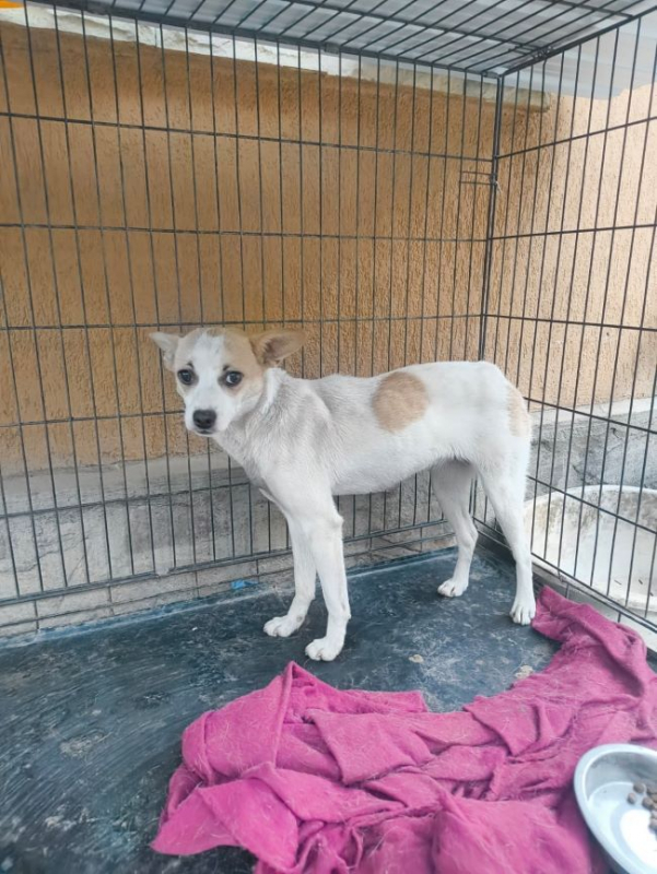 Dulcea - Chien à adopter