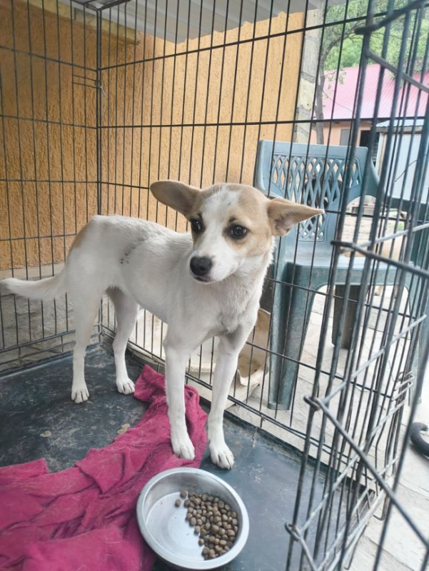 Dulcea - Chien à adopter - photo 3