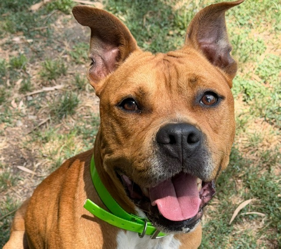 Ricci - Chien à adopter