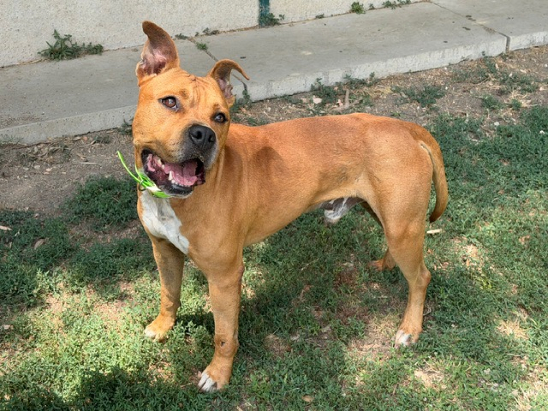 Ricci - Chien à adopter - photo 2