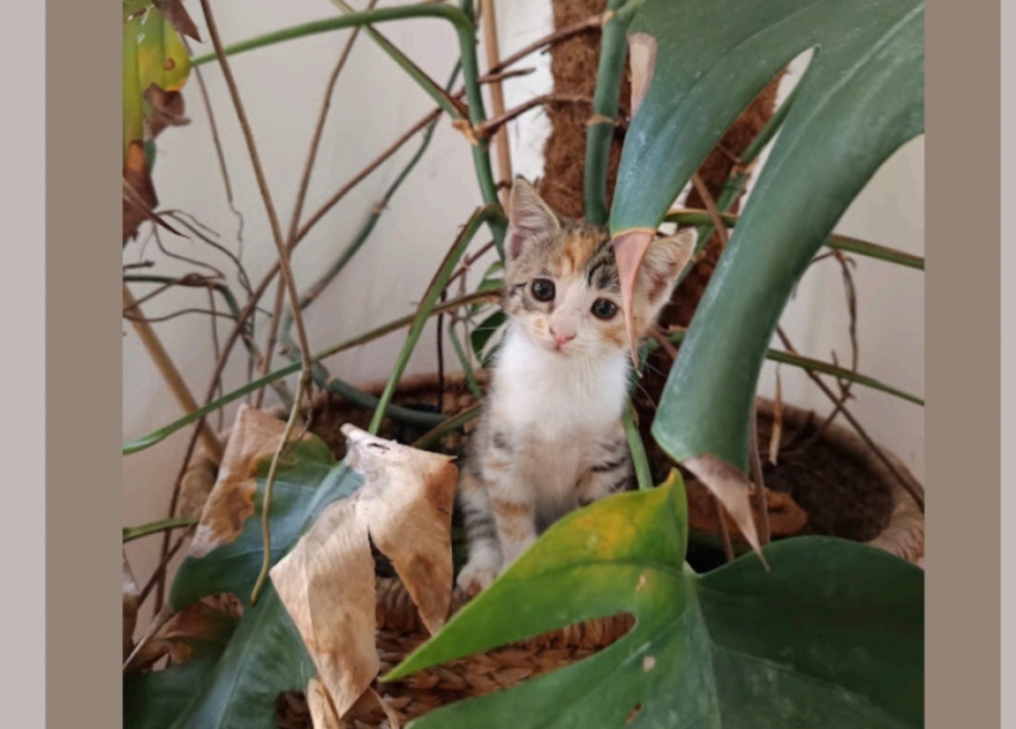 Sunshine - Chat Européen à adopter