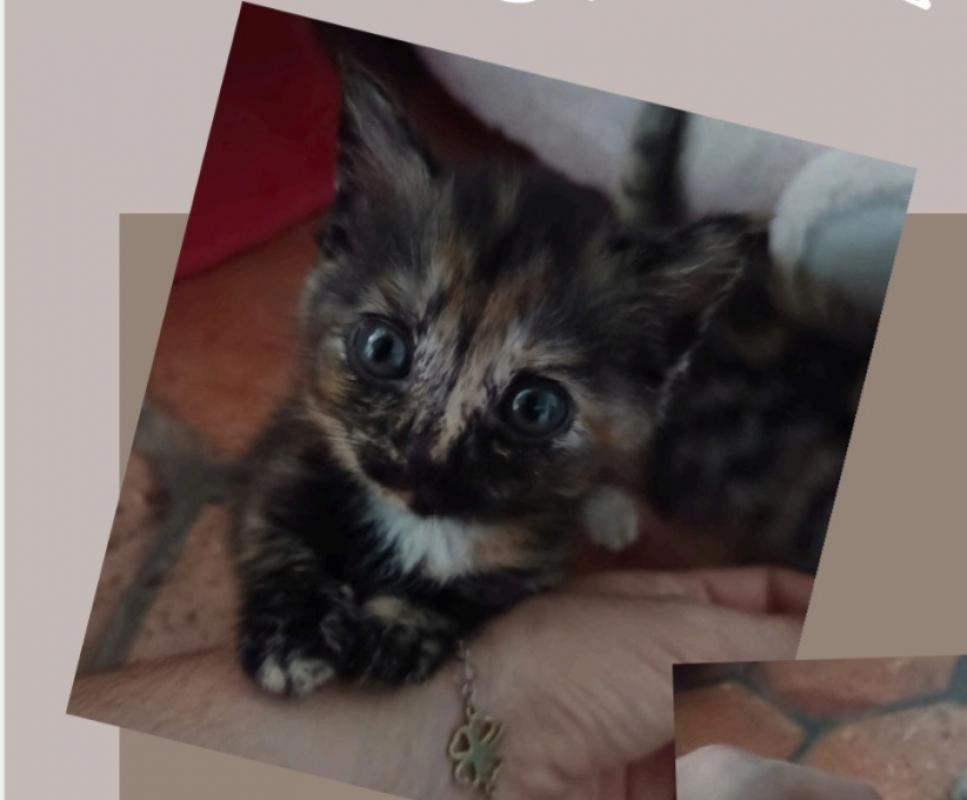 Summer - Chat Européen à adopter