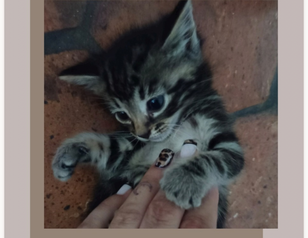 Lagoon - Chat Européen à adopter