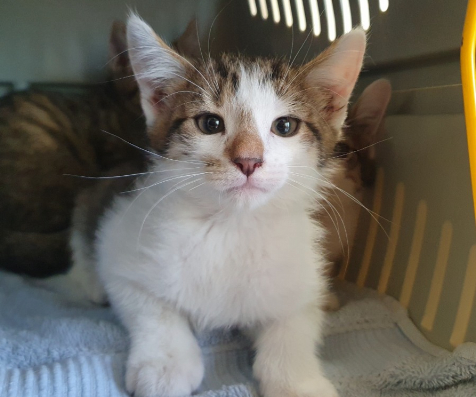 Viennois - Chat Européen à adopter