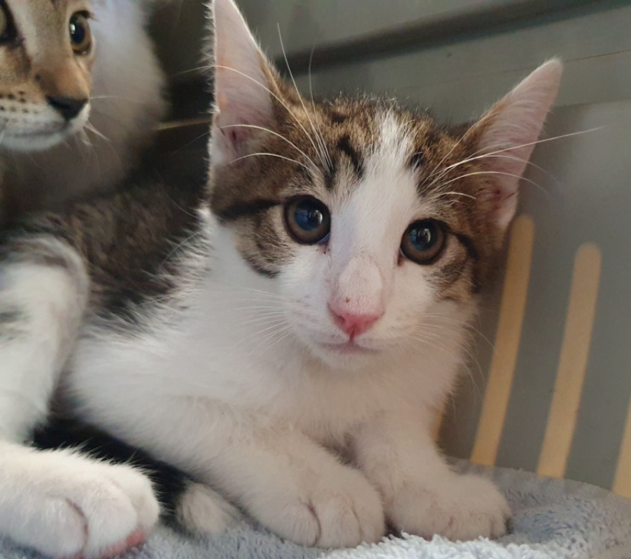 Matcha - Chat Européen à adopter