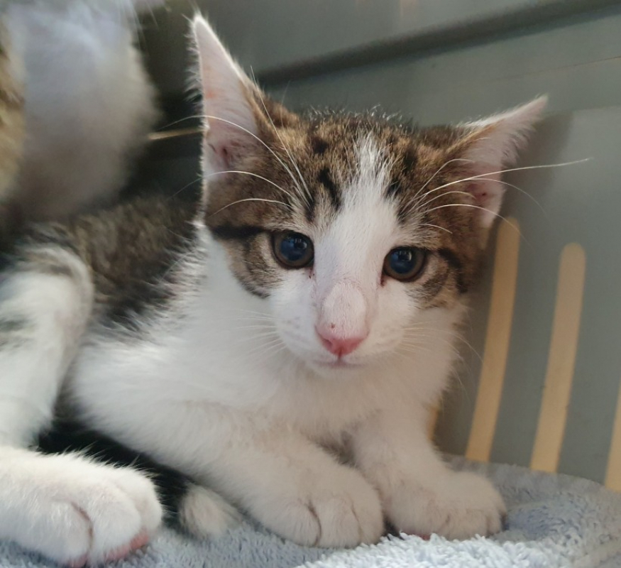 Matcha - Chat Européen à adopter - photo 2