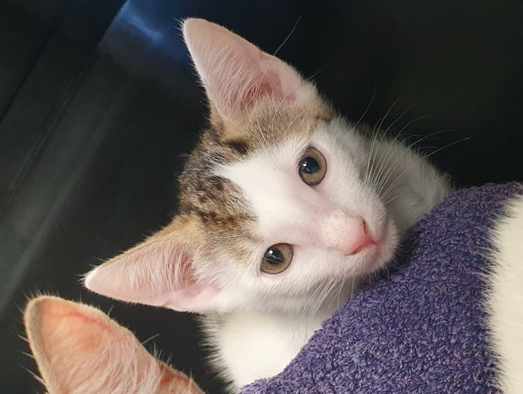 Ocho - Chat Européen à adopter