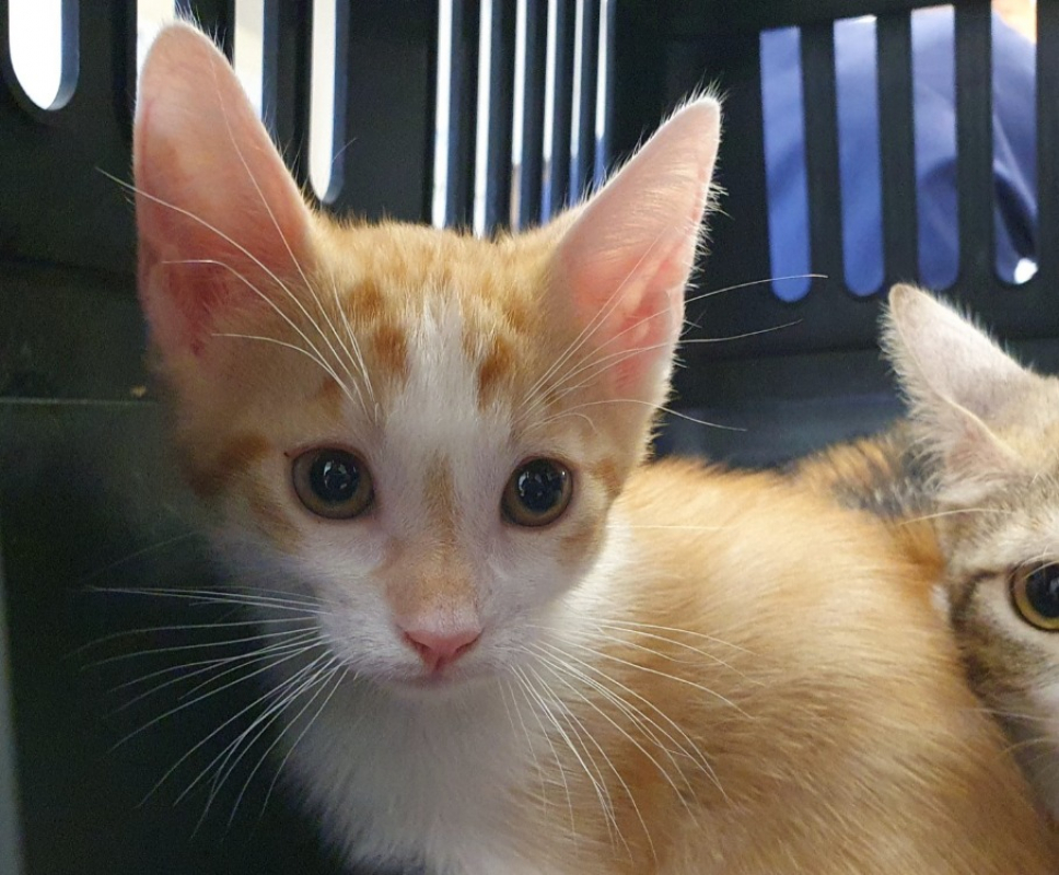 Eight - Chat Européen à adopter