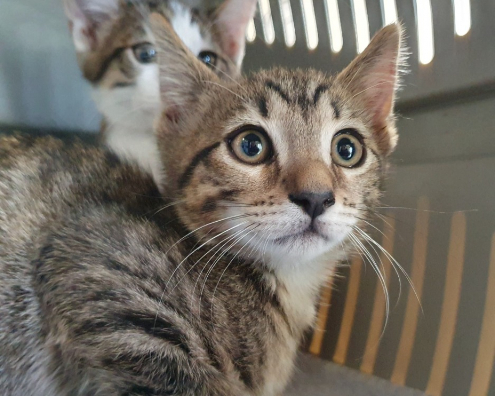 Latte - Chat Européen à adopter
