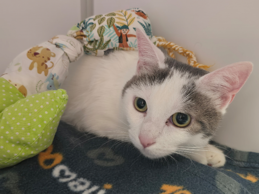Anatole dit chacha - Chat Européen à adopter