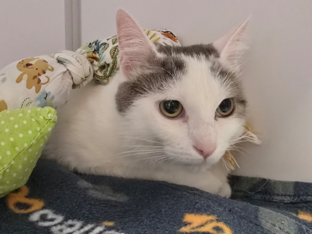 Anatole dit chacha - Chat Européen à adopter - photo 2