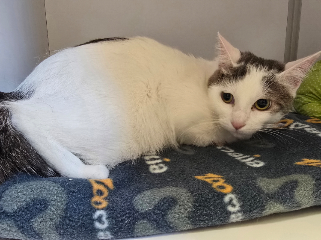 Anatole dit chacha - Chat Européen à adopter - photo 3