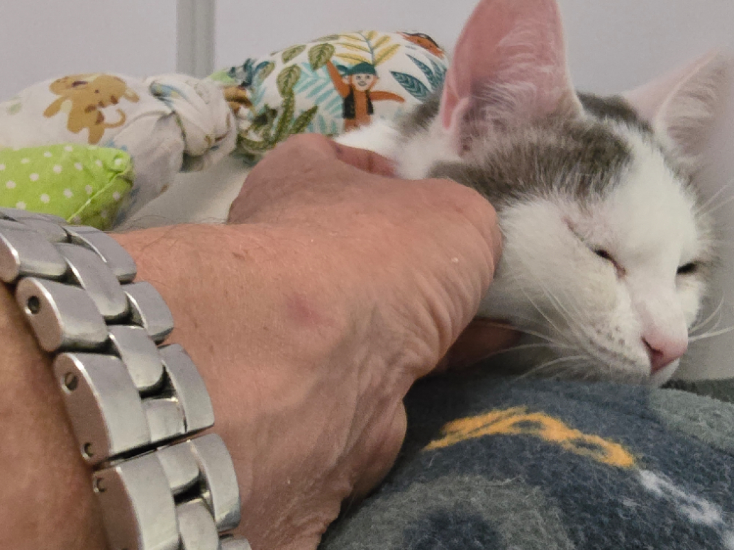 Anatole dit chacha - Chat Européen à adopter - photo 4