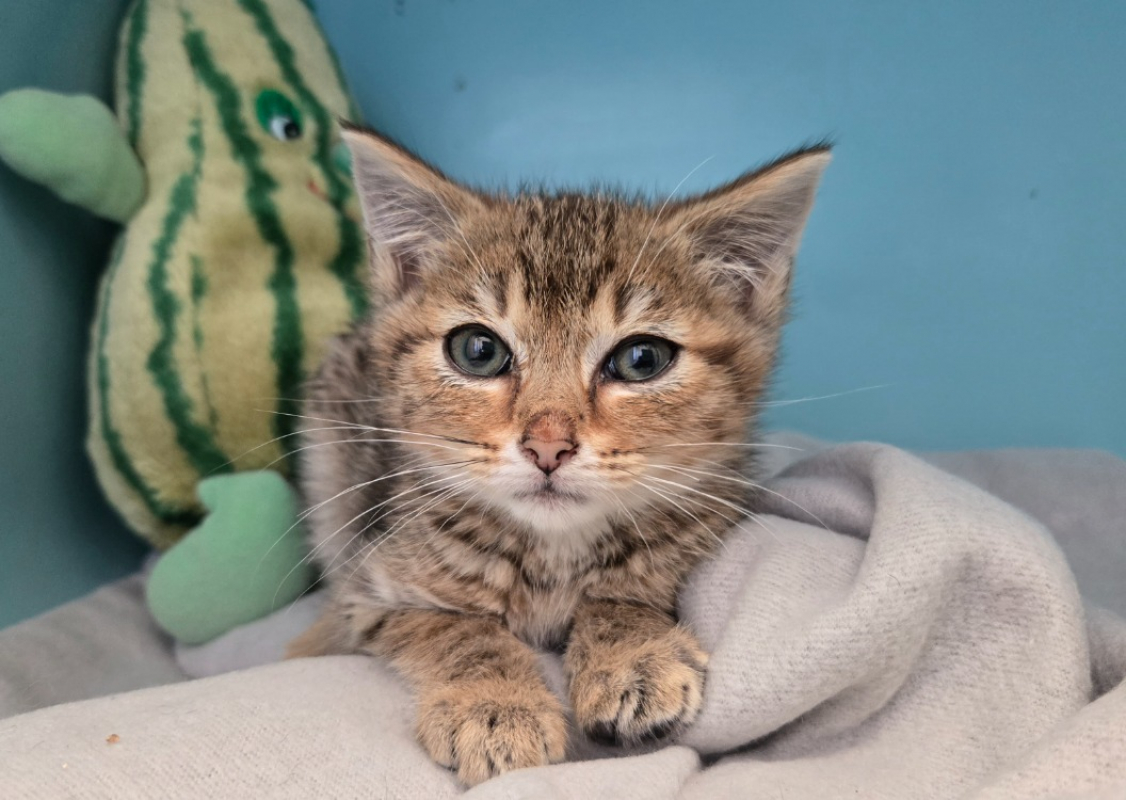 Edgar - Chat Européen à adopter