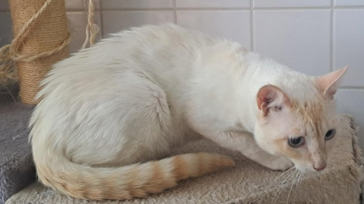 Shiver - Chat Européen à adopter