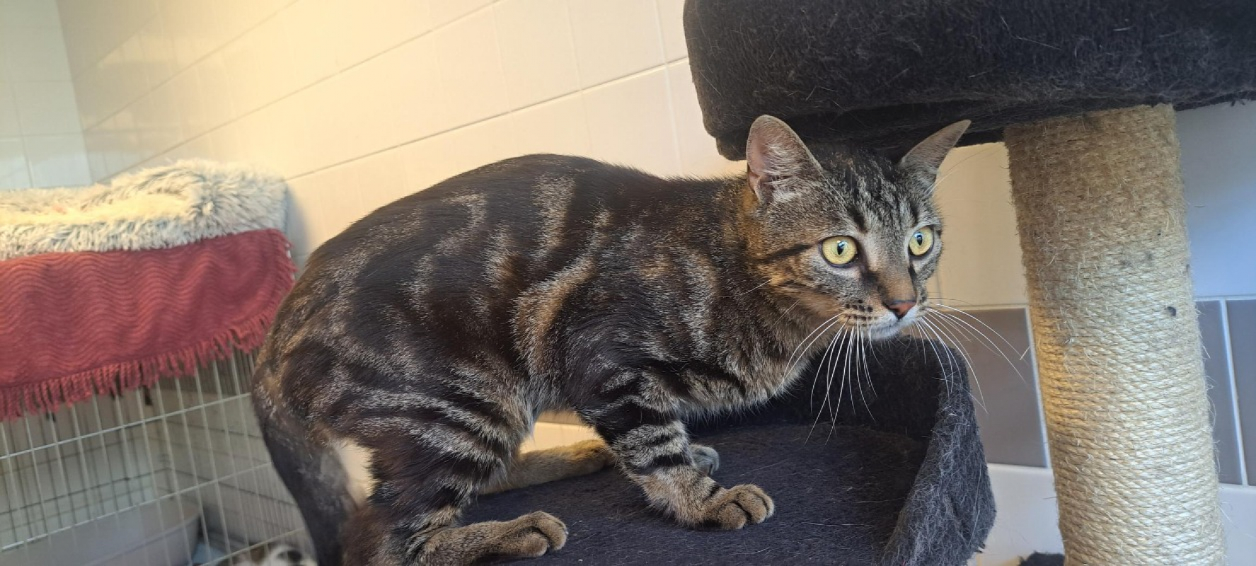 Grello - Chat Européen à adopter