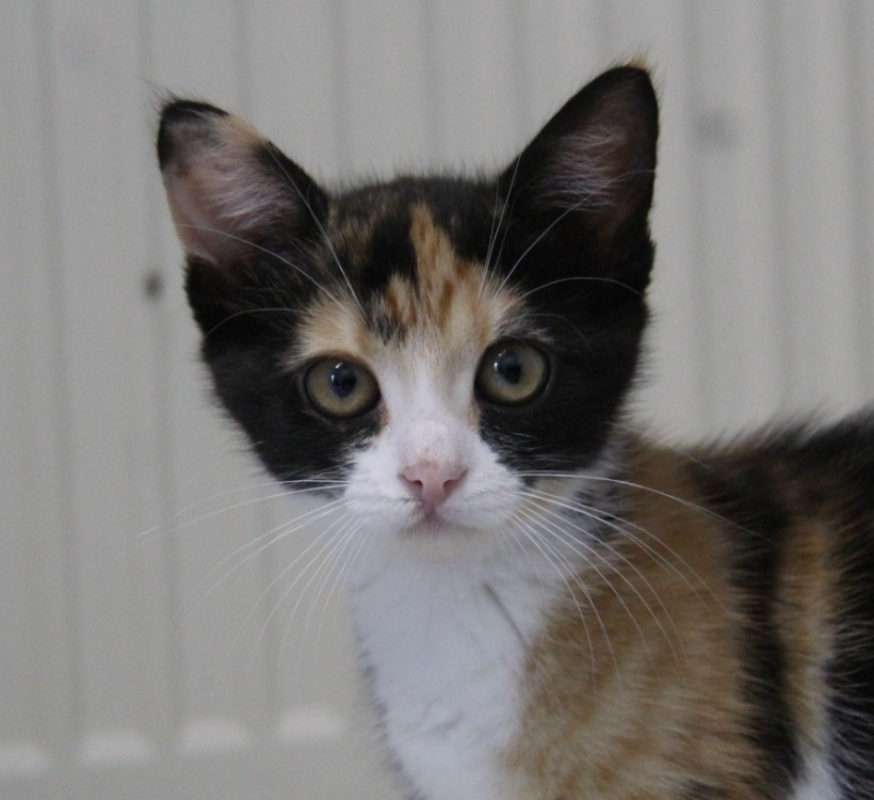 Zeste - Chat Européen à adopter