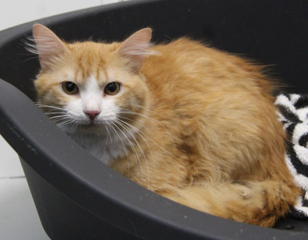 Passion - Chat Européen à adopter