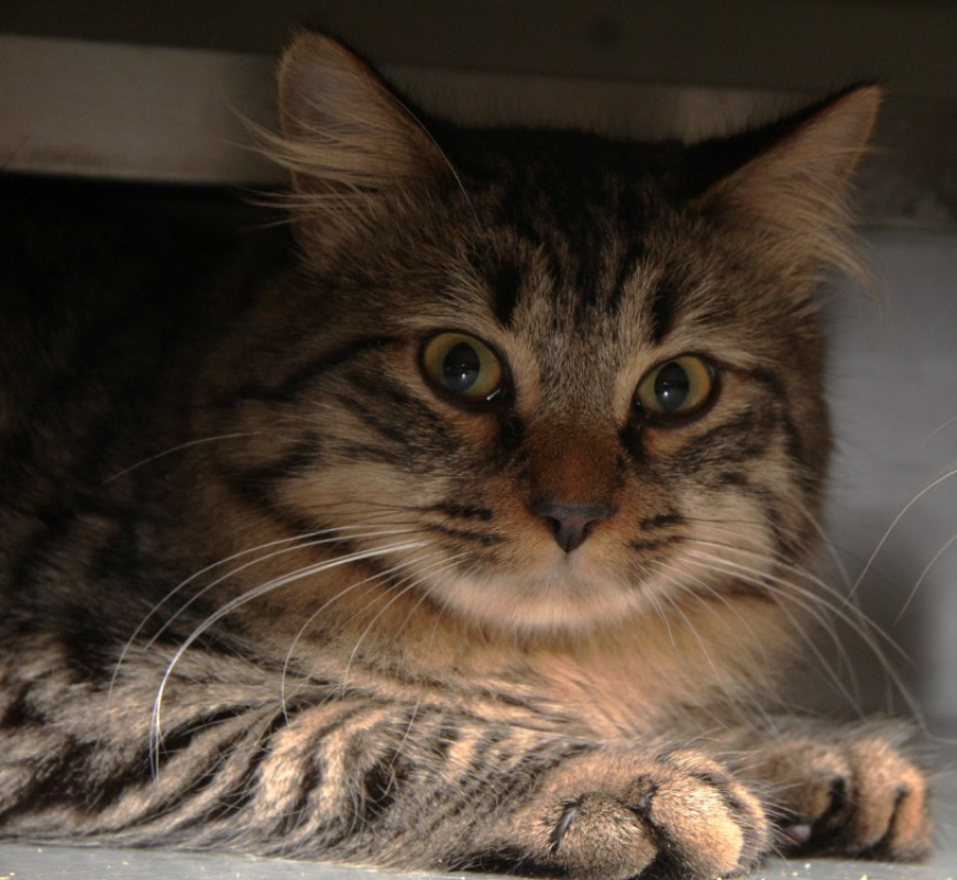 Coco - Chat Européen à adopter