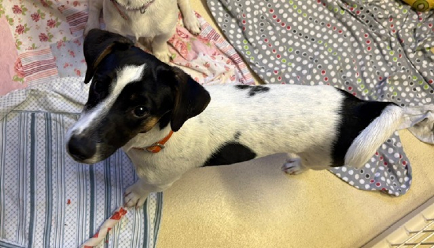 Romy - Chien à adopter