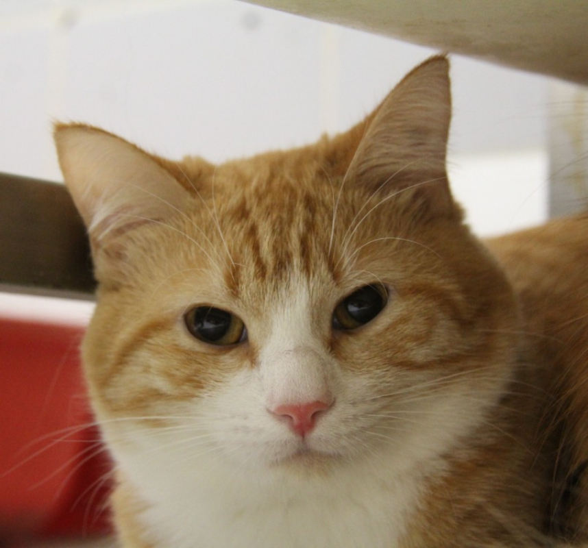 Abricot - Chat Européen à adopter