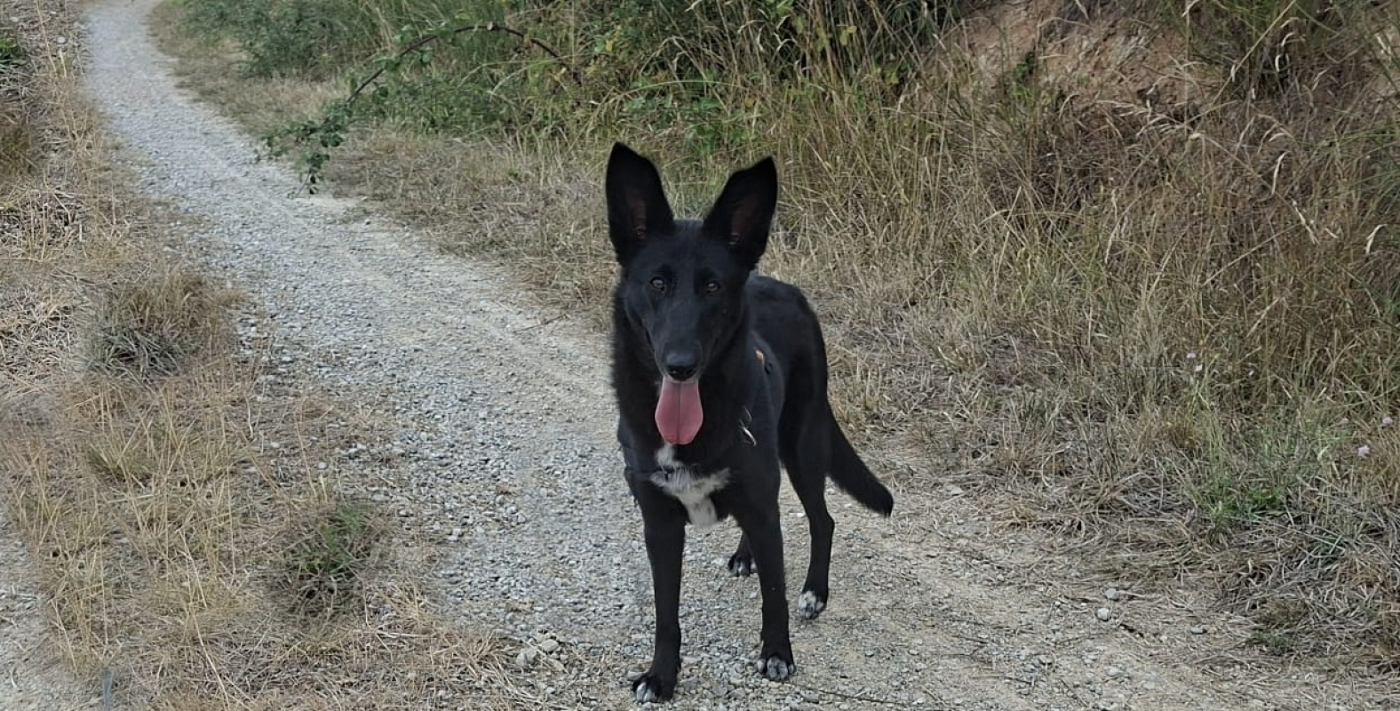 Rosette - Chien Berger à adopter