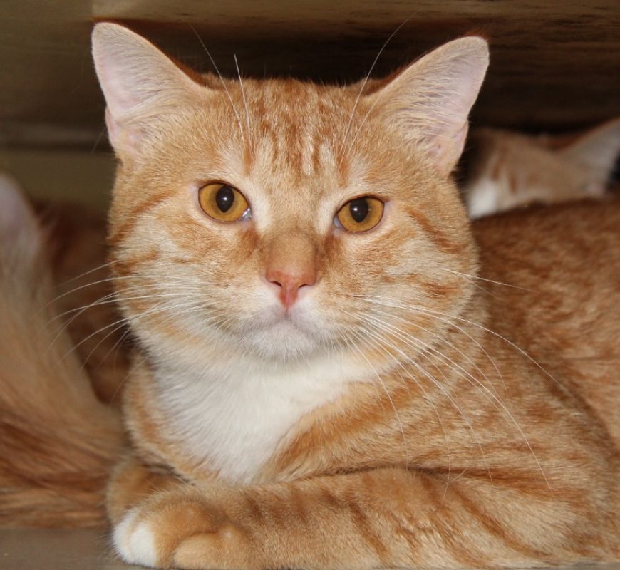 Pasteque - Chat Européen à adopter