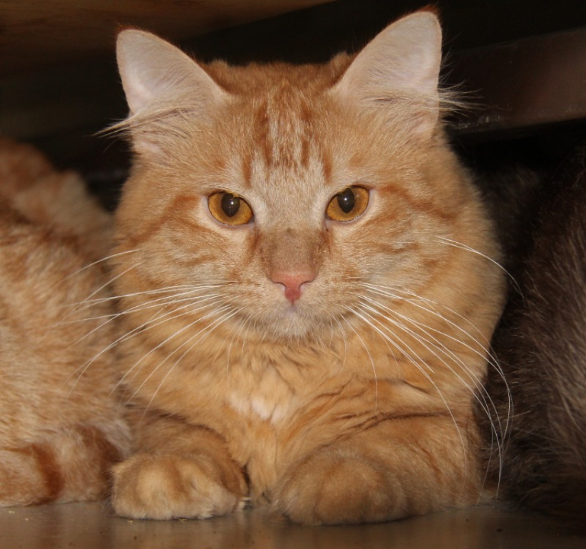 Kiwi - Chat Européen à adopter