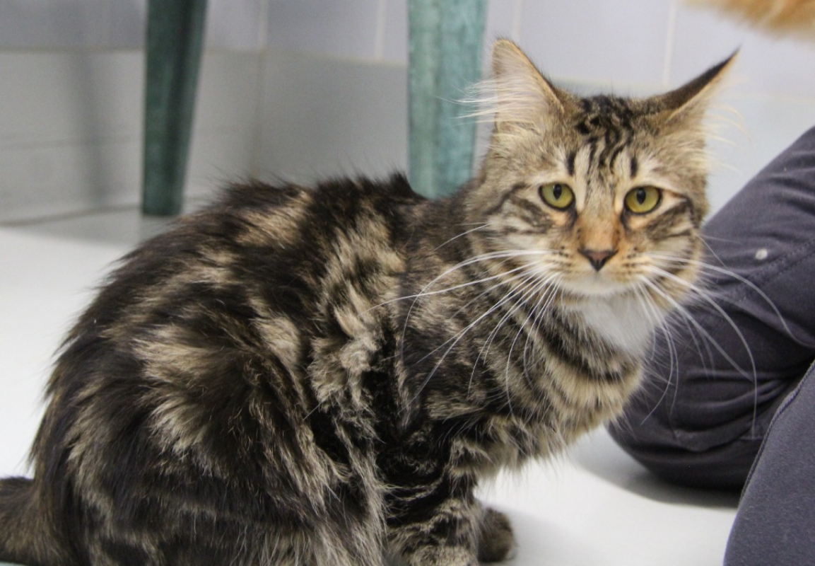 Moustique - Chat Européen à adopter