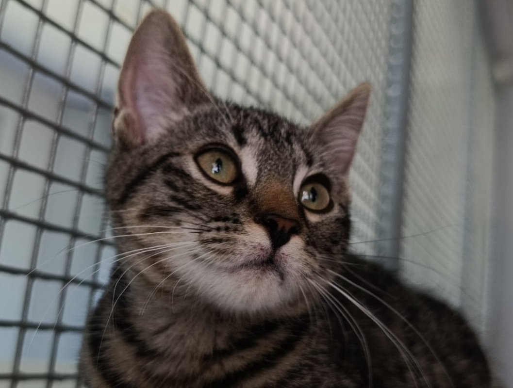Tigrou - Chat à adopter