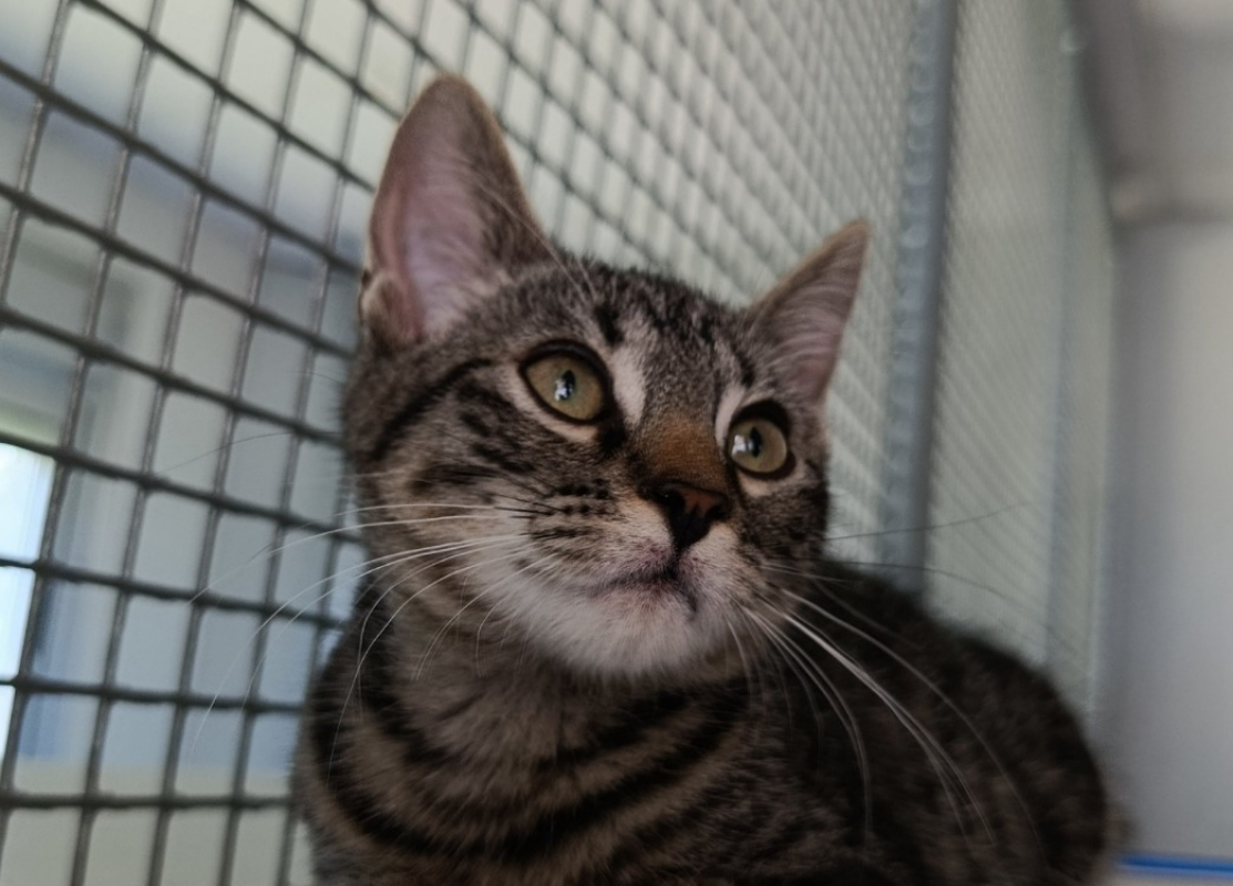 Tigrou - Chat à adopter - photo 2