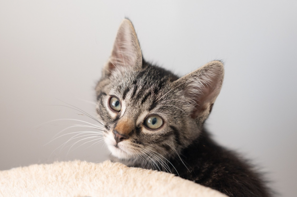 Tigrou - Chat à adopter - photo 3