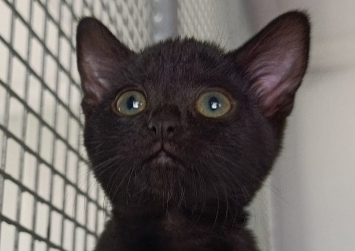 Lilith - Chat Européen à adopter