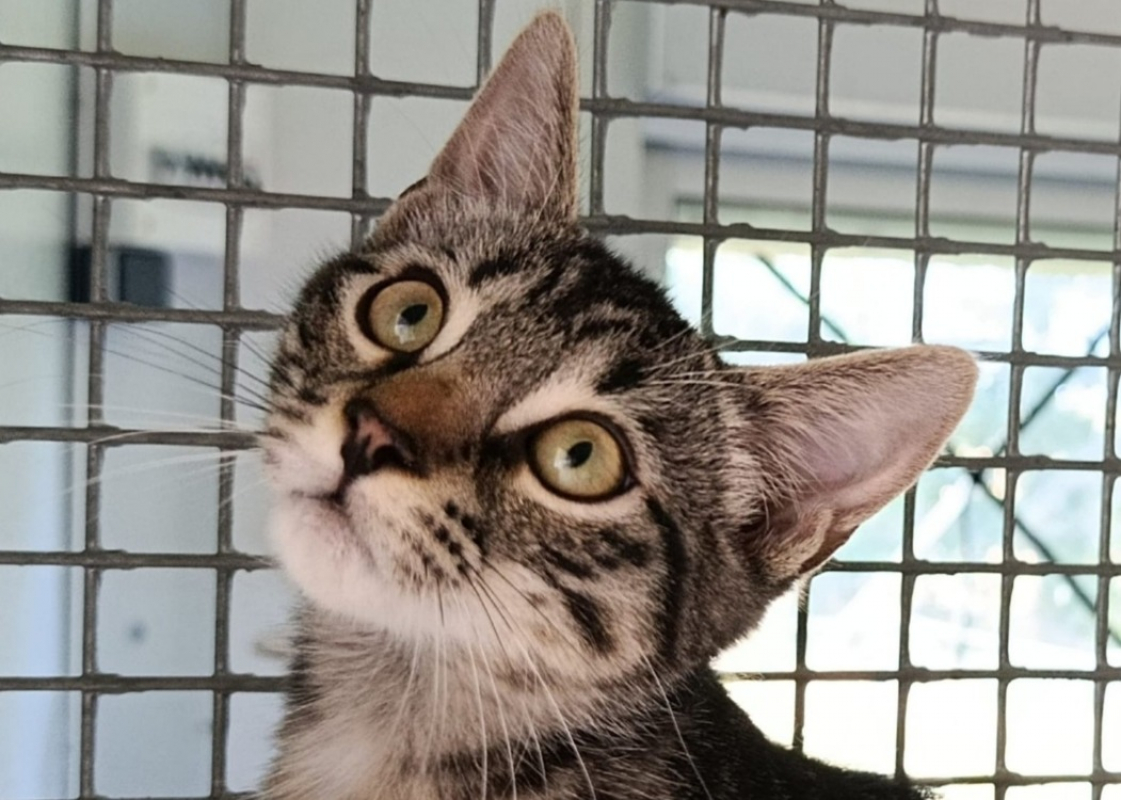 Coco - Chat à adopter