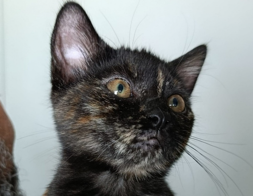 Ersulie - Chat Européen à adopter