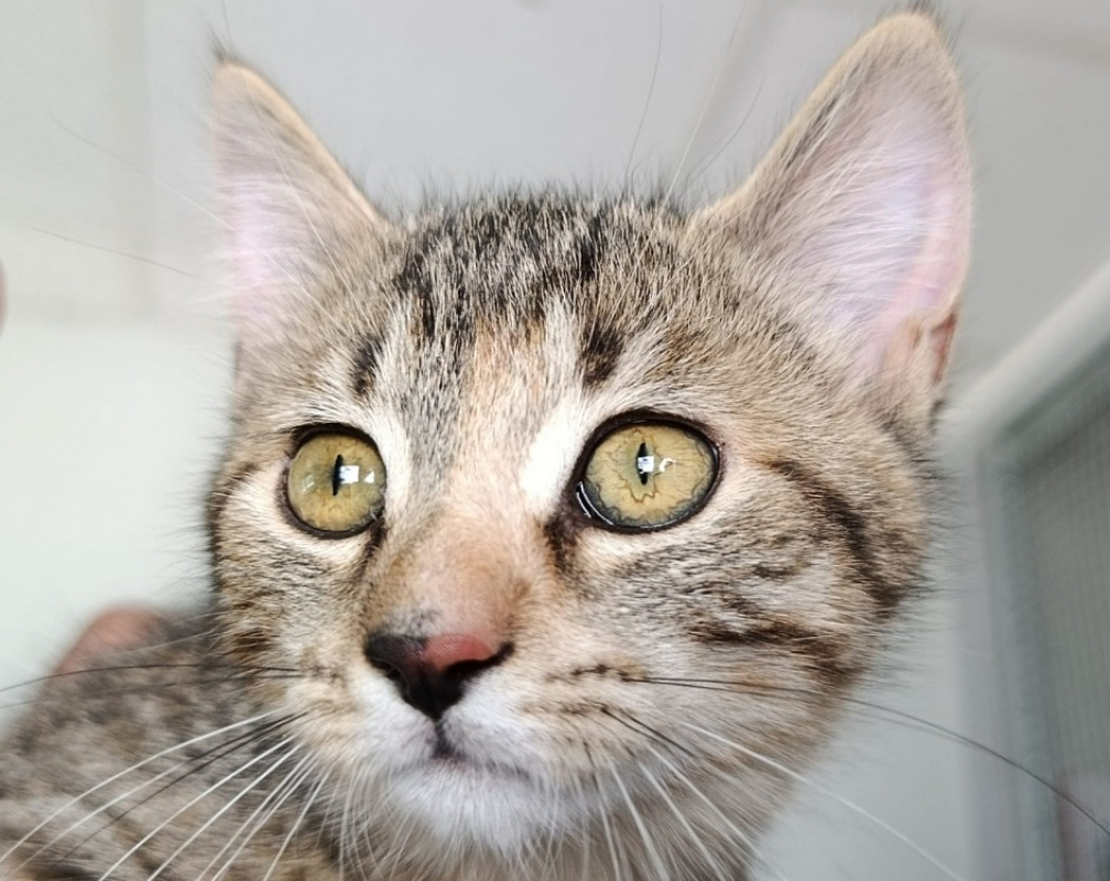 Capuche - Chat Européen à adopter