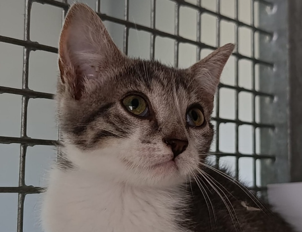 Nicosi - Chat à adopter