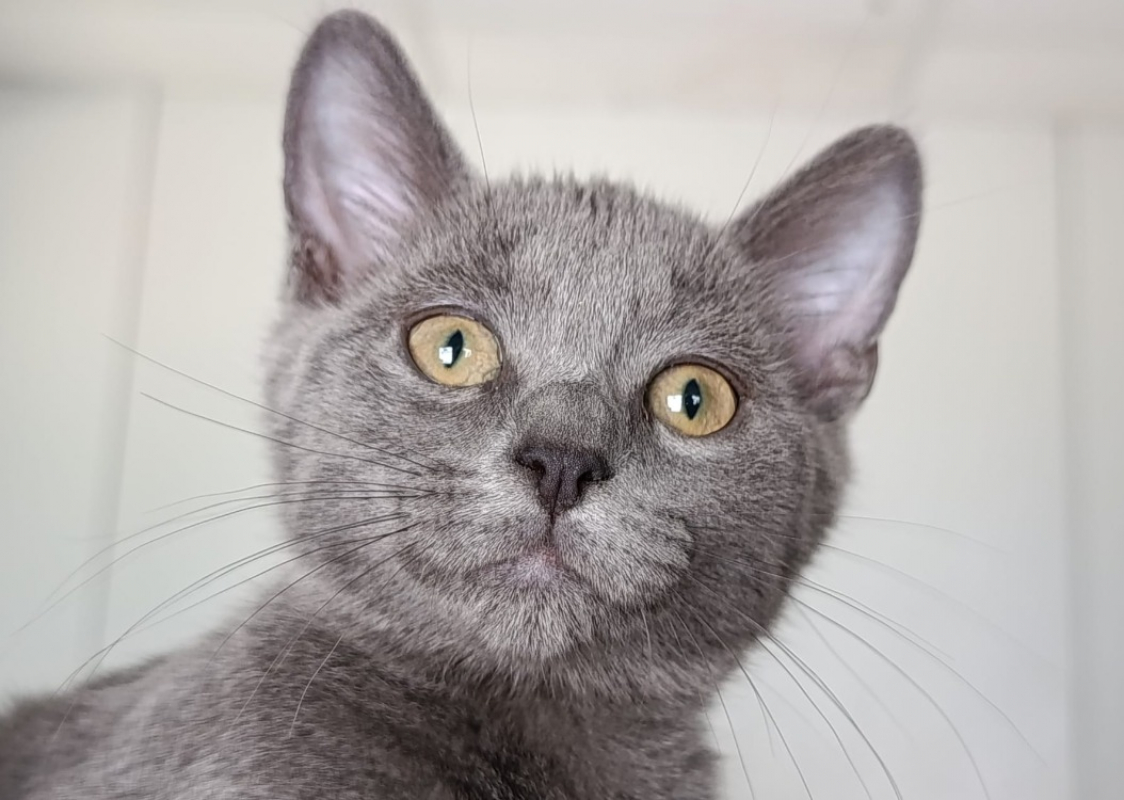 Azazel - Chat Européen à adopter