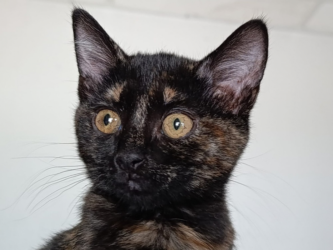 Damballa - Chat Européen à adopter