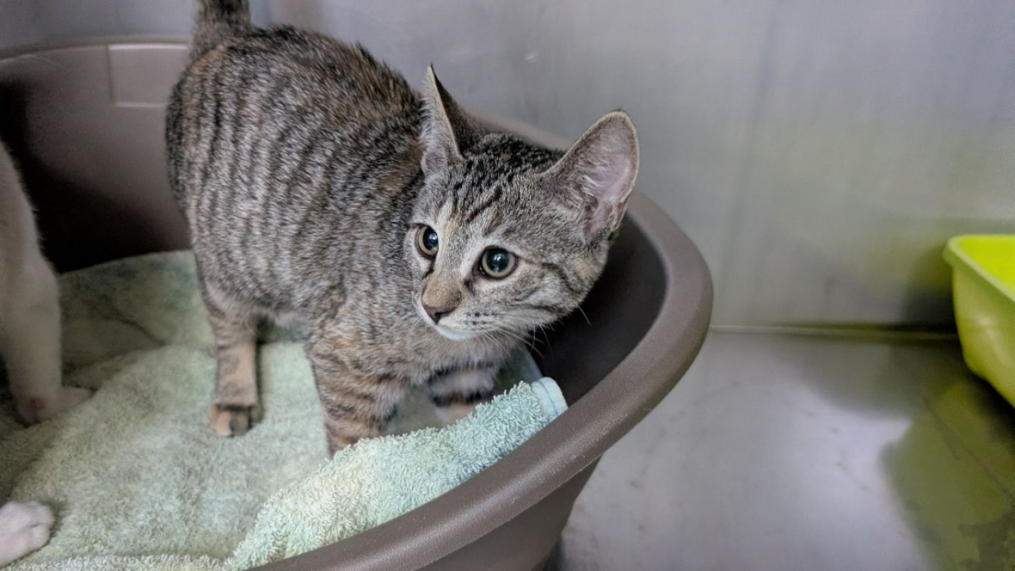 Nori - Chat Européen à adopter