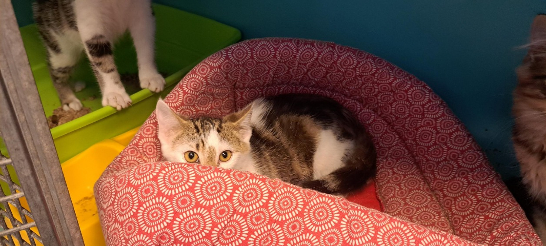 Risser - Chat Européen à adopter