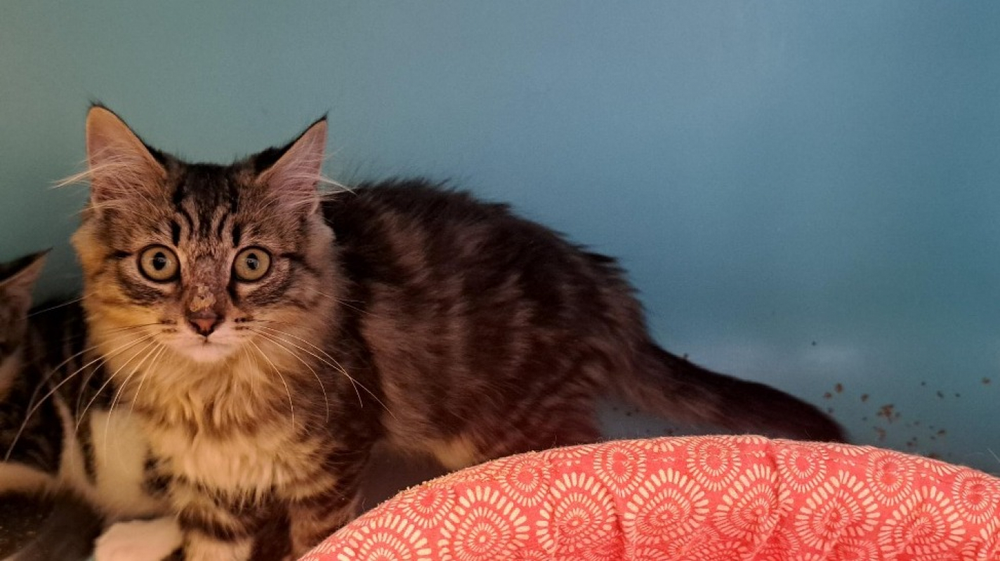 Mora - Chat Européen à adopter
