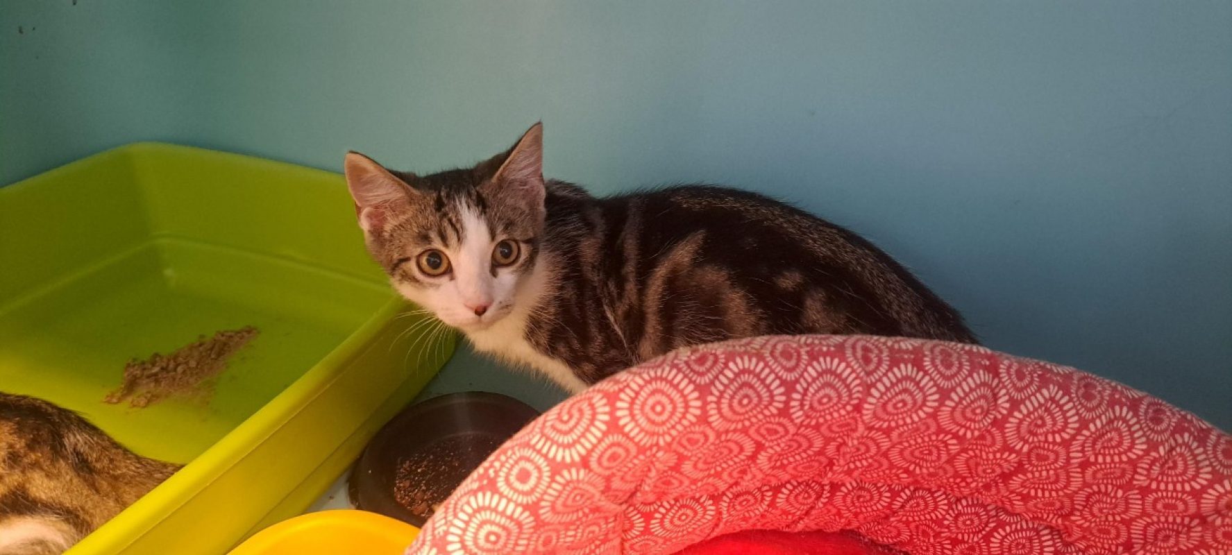 Ronaldo - Chat Européen à adopter