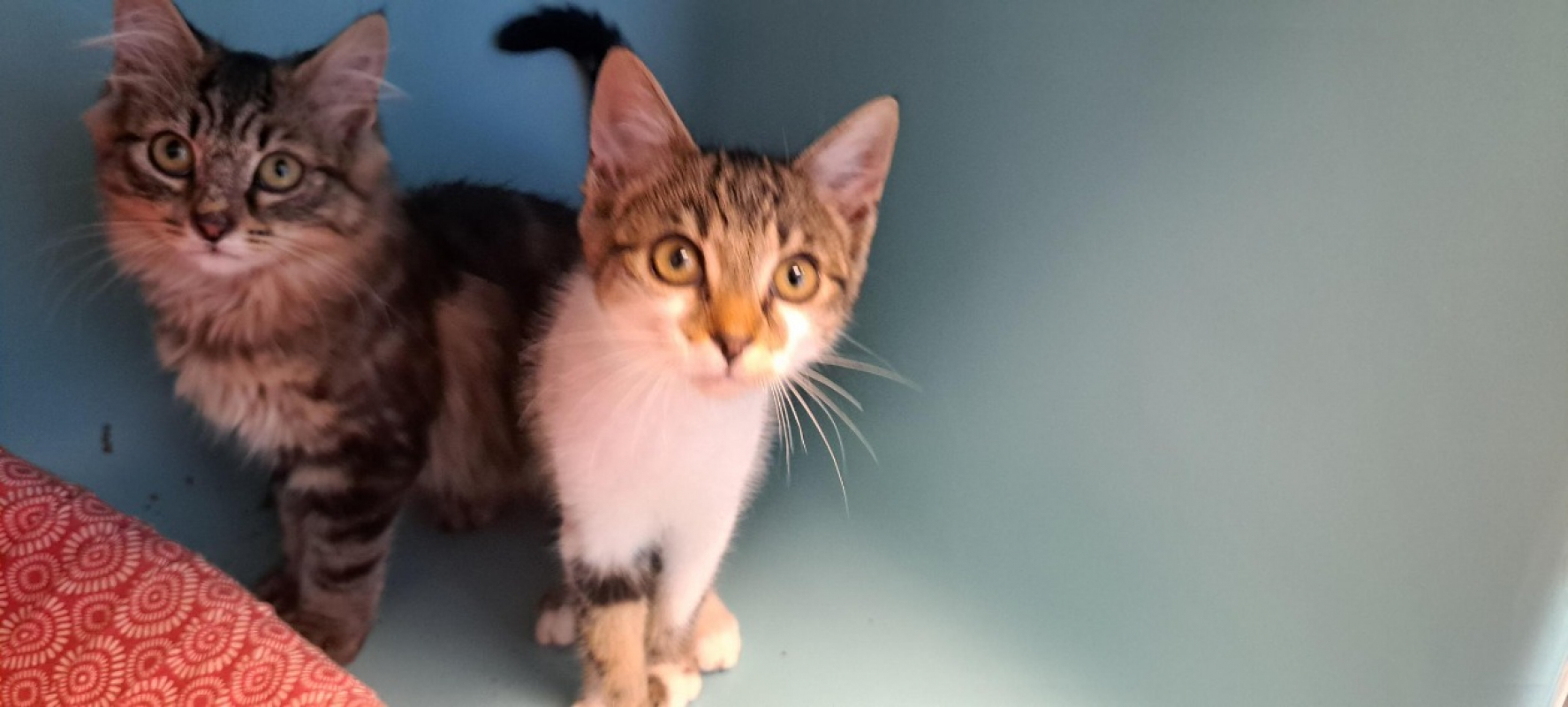 Messie - Chat Européen à adopter