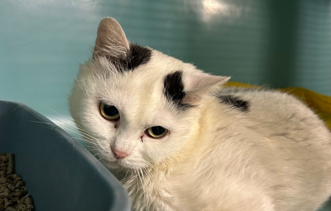 Vicky - Chat Européen à adopter