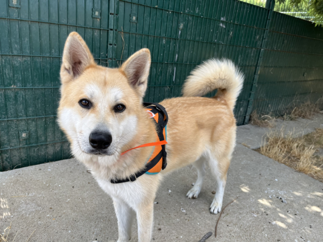 KawaÏ - Chien à adopter - photo 2