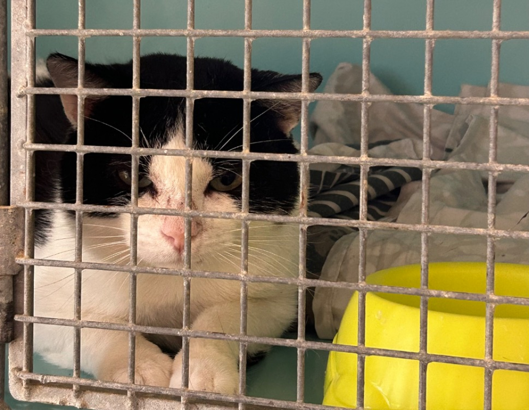 Grisou - Chat Européen à adopter